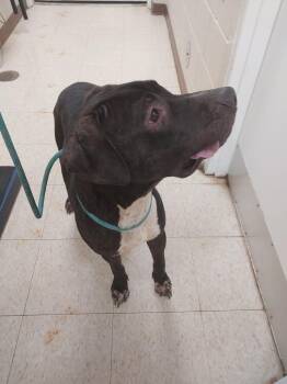 Duke -  Terrier Dog for Adoption in Mocksville, North Carolina - Duke | PetCurious