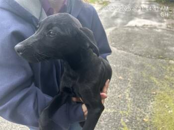 Rescue Labrador Retriever Dogs for Adoption in Ocala, Florida - A371186 | PetCurious
