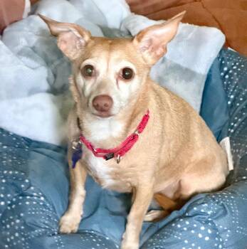 Violet -  Chihuahua Dog for Adoption in Columbia, Illinois - Violet | PetCurious