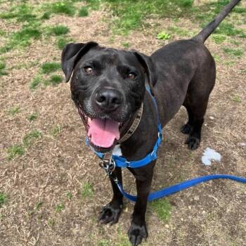 Pit Bull Terrier Dogs Available for Adoption in Concord, New Hampshire - Mufasa | PetCurious