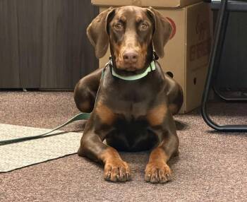 Kallie -  Doberman Pinscher Dog for Adoption in Saint Clairsville, Ohio - Kallie | PetCurious