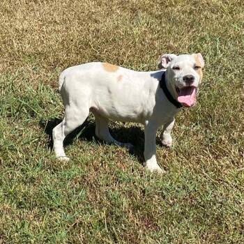 Rescue Mixed Breed Dogs for Adoption - Trooper | PetCurious