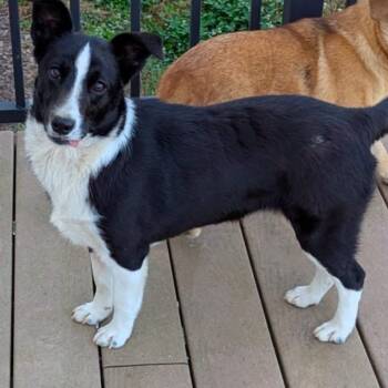 Indy -  Corgi Dog for Adoption in Lexington, Kentucky - Indy | PetCurious