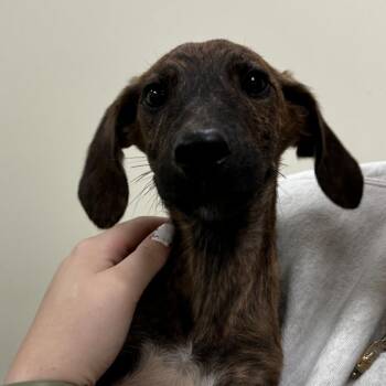 Hound and Mixed Breed Dogs Available for Adoption in Roanoke, Virginia - Dobby | PetCurious