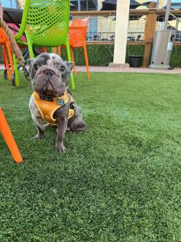 French Bulldog and Mixed Breed Dogs Available for Adoption in Saugus, Massachusetts - Tugboat | PetCurious