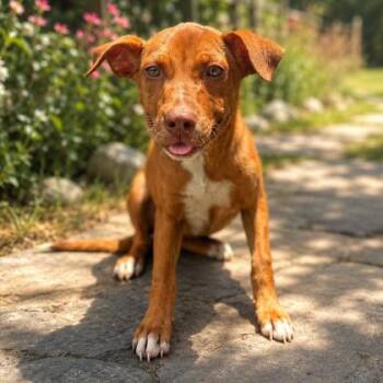 Cove -  Labrador Retriever and Mixed Breed Dog for Adoption in Marshall, Texas - Cove | PetCurious