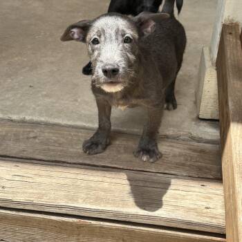 Rachel -  Terrier Dog for Adoption in San Antonio, Texas - Rachel | PetCurious