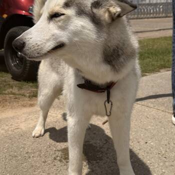 loki -  Husky Dog for Adoption in Semmes, Alabama - Loki | PetCurious