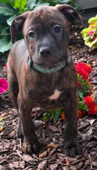 Branch -  Pit Bull Terrier Dog for Adoption in Oxford, Michigan - Branch | PetCurious
