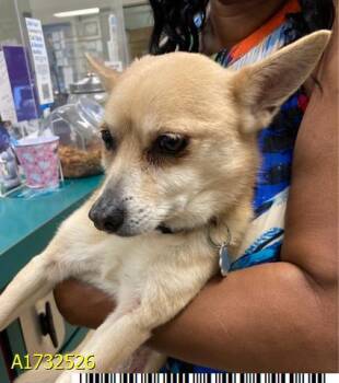 Mixed Breed Dogs Available for Adoption in West Palm Beach, Florida - DIOR | PetCurious