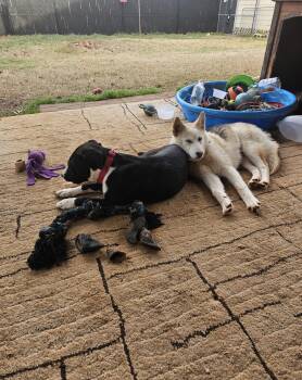 Labrador Retriever Dogs Available for Adoption - Olive Lonestar | PetCurious