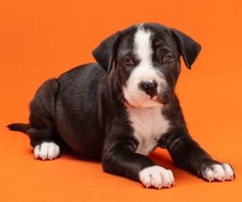 Rescue Mixed Breed Dogs for Adoption in Chino Valley, Arizona - Sunstone | PetCurious