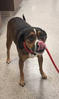 Chico -  Boxer and Pug Dog for Adoption in Fishers, Indiana - Chico | PetCurious