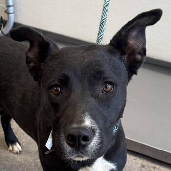 Raven -  Mixed Breed Dog for Adoption in Las Cruces, New Mexico - Raven | PetCurious