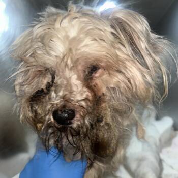 Havanese Dogs Available for Adoption - Duke | PetCurious