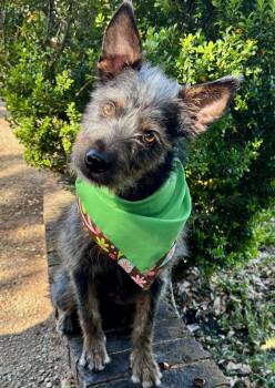 Terrier Dogs Available for Adoption - Charming CLOVER - Little Lucky Charm! | PetCurious
