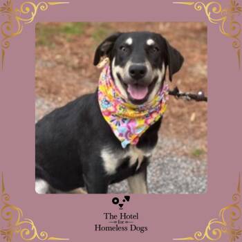 Shepherd and Terrier Dogs Available for Adoption in Cumberland, Rhode Island - Princess | PetCurious