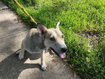 LIAM -  German Shepherd Dog and Mixed Breed Dog for Adoption in Rowlett, Texas - LIAM | PetCurious