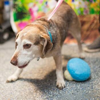 Beagle Dogs Available for Adoption in Washington, District Of Columbia - Buoy | PetCurious