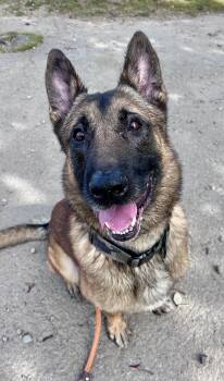 Norman -  German Shepherd Dog Dog for Adoption in Buffalo, New York - Norman | PetCurious