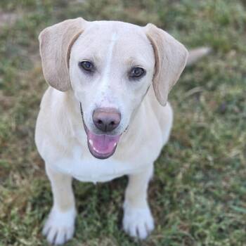Mixed Breed Dogs Available for Adoption in Helena, Alabama - Marcy | PetCurious