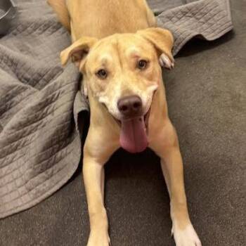 Stevie -  Mixed Breed Dog for Adoption in Spokane, Washington - Stevie | PetCurious