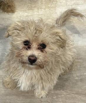 Poodle Dogs Available for Adoption - Martha | PetCurious