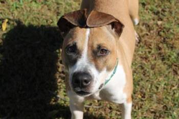 Kevina -  Mixed Breed Dog for Adoption in Kansas City, Missouri - Kevina | PetCurious