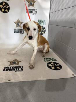 PEACH -  Labrador Retriever and Mixed Breed Dog for Adoption in Winter Haven, Florida - PEACH | PetCurious