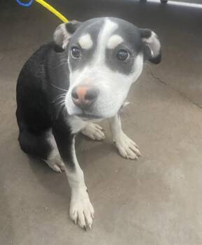 Mixed Breed Dogs Available for Adoption - HENWEN | PetCurious