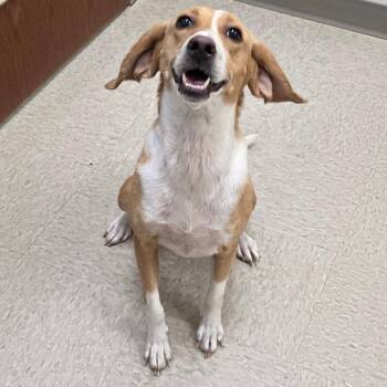 Hound and Mixed Breed Dogs Available for Adoption in Chatham, Virginia - Chesapeake | PetCurious