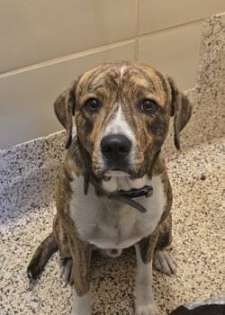 Rescue Mixed Breed Dogs for Adoption in Aiken, South Carolina - Kline 60631 | PetCurious
