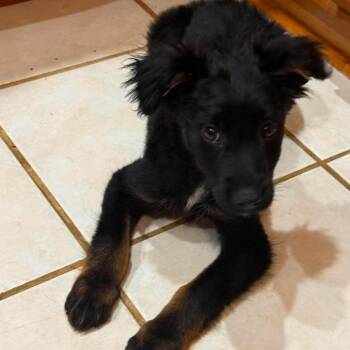 Thiago -  Australian Shepherd and Mixed Breed Dog for Adoption in Fredericksburg, Virginia - Thiago | PetCurious