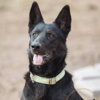 Midnight -  German Shepherd Dog Dog for Adoption in Mansfield, Texas - Midnight | PetCurious