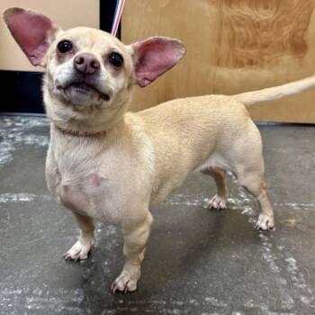 Chihuahua and Dachshund Dogs Available for Adoption in Tyrone, Georgia - Henrietta 05-1113 | PetCurious
