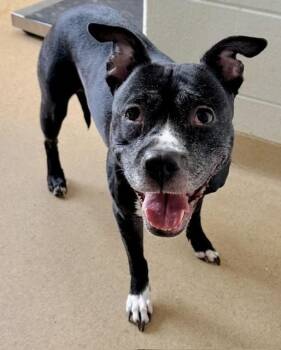 JAIDA -  Pit Bull Terrier Dog for Adoption in Derwood, Maryland - JAIDA | PetCurious