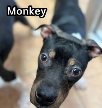Rescue Boston Terrier Dogs for Adoption in Tulsa, Oklahoma - Monkey | PetCurious