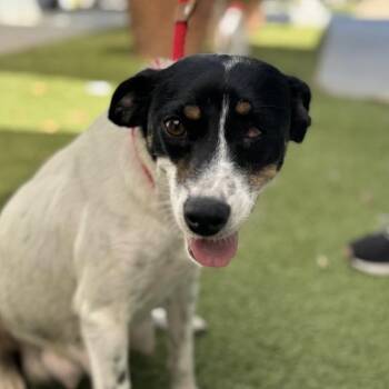 Rescue Jack Russell Terrier Dogs for Adoption in San Diego, California - Speckle | PetCurious