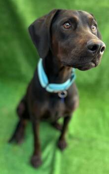 Rescue Weimaraner Dogs for Adoption in San Diego, California - Merlina | PetCurious
