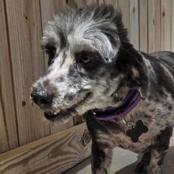 Pandora -  Maltese Dog for Adoption in Freeport, Florida - Pandora | PetCurious