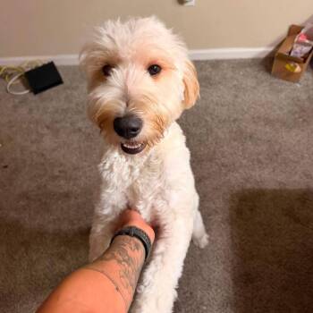 Shy -  Golden Retriever and Poodle Dog for Adoption in Tampa, Florida - Shy | PetCurious
