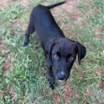 Mr. Meaner -  Labrador Retriever Dog for Adoption - Mr. Meaner | PetCurious