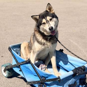 Mixed Breed Dogs Available for Adoption in Huntington, West Virginia - Cashew Stray Hold 4/25 | PetCurious