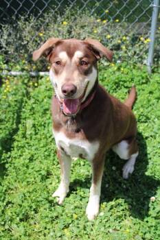 Labrador Retriever and German Shepherd Dog Dogs Available for Adoption in Evansville, Indiana - Oakley | PetCurious