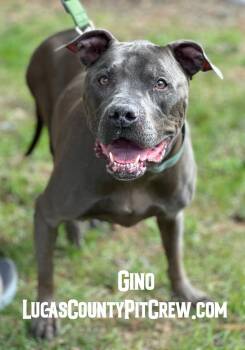 Rescue Labrador Retriever and Pit Bull Terrier Dogs for Adoption in Toledo, Ohio - Gino | PetCurious