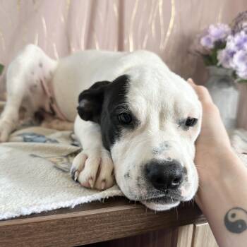 Acadian -  Black Mouth Cur Dog for Adoption in Long Beach, Mississippi - Acadian | PetCurious
