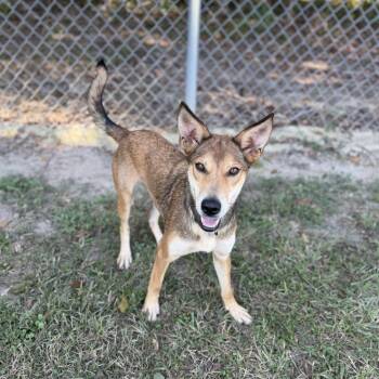 City Girl -  Carolina Dog and Mixed Breed Dog for Adoption in Carencro, Louisiana - City Girl | PetCurious