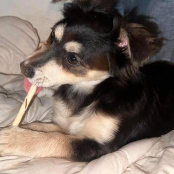 Chihuahua and Miniature Pinscher Dogs Available for Adoption in Ridgefield, Washington - Ms. Bubbly Lady | PetCurious