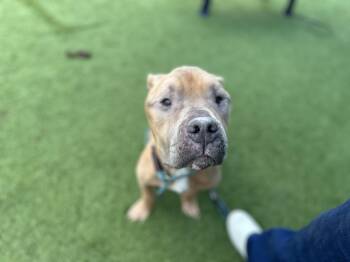 Pit Bull Terrier Dogs Available for Adoption in Eagle, Idaho - Hazelnut *Courtesy Post. Out Of Town Pet. See Below For Details* | PetCurious