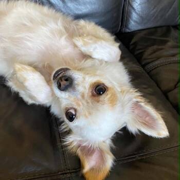 Eddie -*Available By Appointment*Chino Hills Location -  Papillon and Dachshund Dog for Adoption in Chino Hills, California - Eddie -*Available By Appointment*Chino Hills Location | PetCurious
